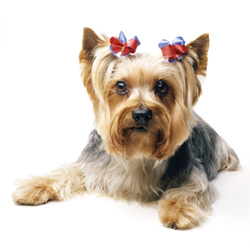 Air Cutter Haircut System&nbsp;&nbsp;Model#&nbsp;11-00018