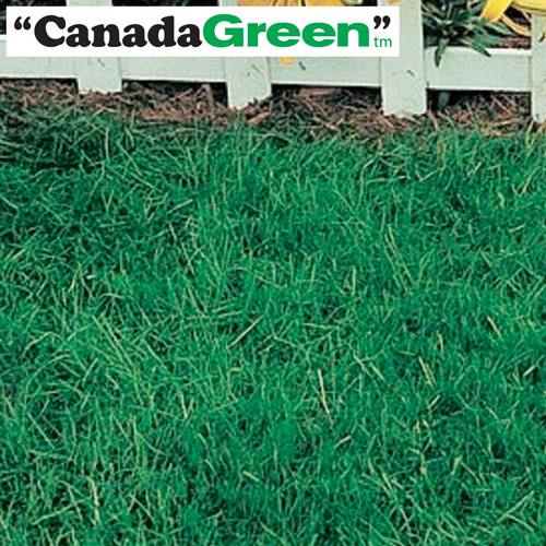 6lbs. Canada Green Grass Seed