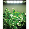 2 Pack Ultra Grow Lites