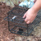 Extra Large Live Trap