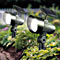 2 Pack Solar Accent Lights