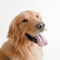 Retractible Dog Leash with LED