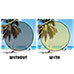 Eagle Eyes Nav Style Sunglasses