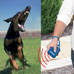 dog-repeller