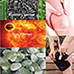 Careputic Detox Massager