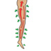 Leg-O-Sage Pulse