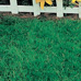 6lbs. Canada Green Grass Seed