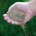 6lbs. Canada Green Grass Seed